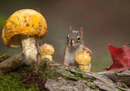 娱乐吃瓜作品推荐