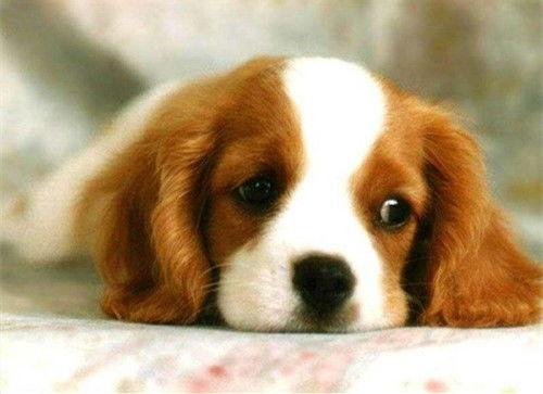 娱乐吃瓜君狗被蜂蜜咬