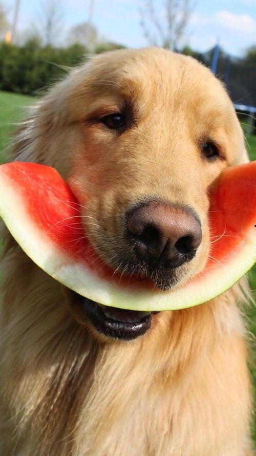 娱乐吃瓜君狗被蜂蜜咬