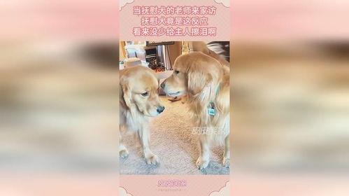 娱乐吃瓜酱抚慰犬,揭秘娱乐圈温馨治愈瞬间