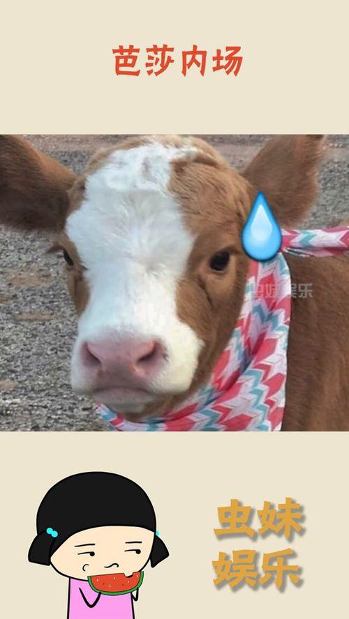 娱乐吃瓜酱猪猪侠,吃瓜酱带你领略猪猪侠的欢乐世界